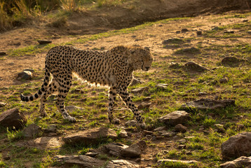 A drenched Cheetah in the evening light at Masai Mara, Kenya