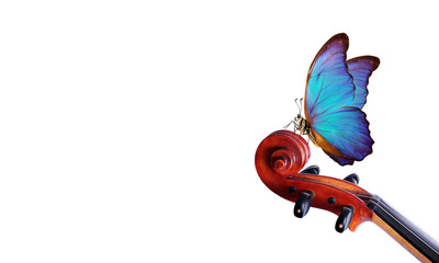 violin fretboard. melody concept. blue morpho butterfly on violin neck isolated on white. music concept. copy space © Oleksii