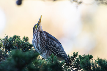 Juvenile Black Crowned Night Heron