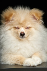 Obraz premium Cream color fluffy pomeranian spitz puppy dog lying portrait against black background in studio