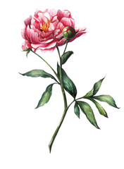 Watercolor hand-drawn realistic pink peony flower with two buds. Botanical illustration isolated on white background.
