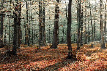 Autum in the forest