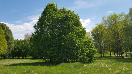 Beautiful fluffy trees in the park. Late spring. Sunny weather.