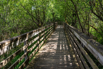 Boardwalk trail through a canopy of deciduous trees, dappled sun
