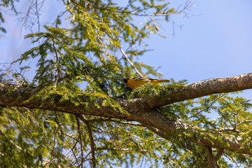 The Baltimore oriole (Icterus galbula) is a small blackbird  in eastern North America .Natural scene from Wisconsin state park.