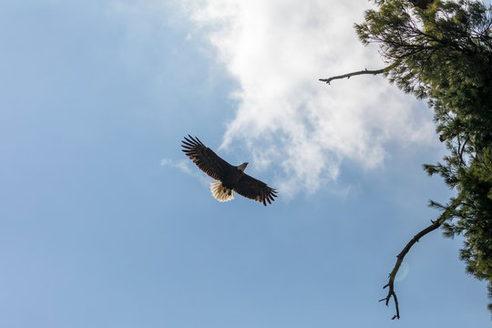 The Bald Eagle flying to the nest