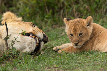 Lioness in deep sleep with a cub nearby, Masai Mara, Kenya