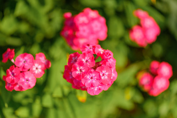 Beutiful, violet phlox flowers. Herbs in a home, perennial garden, friendly to insects, especially for bees.