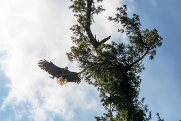 The Bald Eagle, female in flight near the nest
