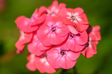 Beutiful, violet phlox flowers. Herbs in a home, perennial garden, friendly to insects, especially for bees.