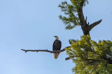 The Bald Eagle, female sitting near the nest