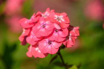 Beutiful, violet phlox flowers. Herbs in a home, perennial garden, friendly to insects, especially for bees.
