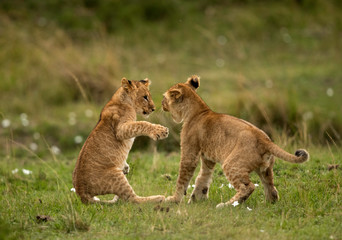 Lion cubs playing at Masai Mara, Kenya