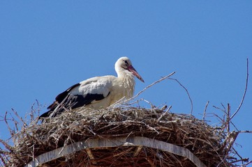 Storchennest