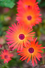 Orange glow of the doroteanthus flower or mesembryanthemum-midday flower close-up, selective focus