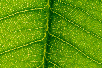 abstract green leaf texture, nature background, tropical frangipani tree leaf