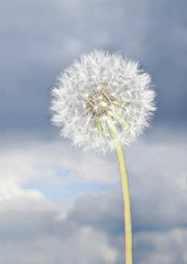 Dandelion on a background of cloudy sky
