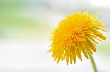 Bright yellow dandelion close-up on a light gray background