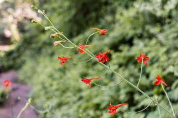 Red Larkspur (Delphinium nudicaule) wildflowers blooming in the forests of Santa Cruz Mountains, California