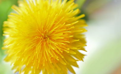 Bright dandelion flower