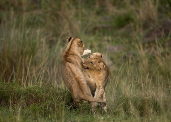 Obraz na płótnie Canvas Lion cubs playing at Masai Mara in the evening hours, Kenya