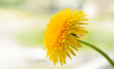 Naklejka premium Bright yellow dandelion on a light background