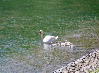 Schwanfamilie