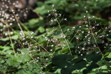 Redwood inside out flowers (Vancouveria planipetala) blooming in the forests of Santa Cruz Mountains, California