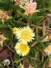 High angle close-up view from directly above of flowers from succulent ground cover plants in a sand dune