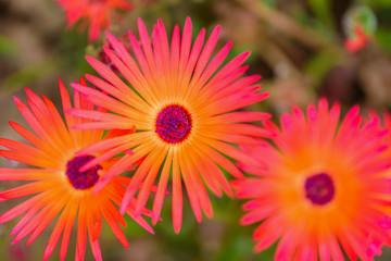 Orange glow of the doroteanthus flower or mesembryanthemum-midday flower close-up, selective focus