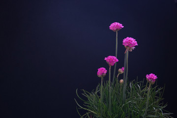 purple armeria flower 