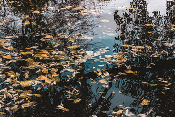 autumn leaves on the surface of the water. a tree is reflected in blue water. calm concept