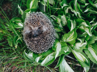 The little hedgehog curled into a ball. Lies on beautiful leaves. Green and white. Frame on top....