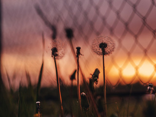 White fluffy dandelions. In the background is sunset. And a mesh fence. Summer, heat. There are open buds and closed ones.