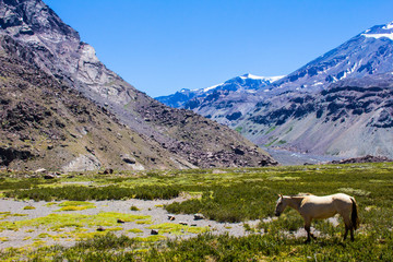 Obraz premium mountain landscape with horse