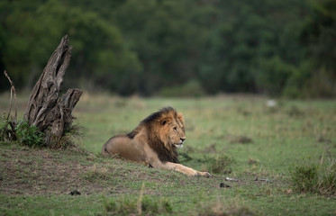 Fototapeta na wymiar Lion king relaxing at Masai Mara, Kenya