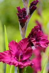 Crimson gladiolus flower in the garden on the background of summer green grass. Selective focus