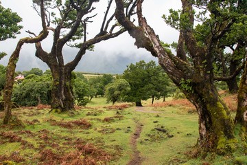 Old Laurel Trees of all kinds of shapes at Fanal ecological park, Madeira
