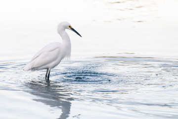 Snowy Egret
