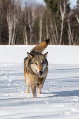 Fototapeta na wymiar Grey Wolf (Canis lupus) Trots Forward in Field Tail Up Winter