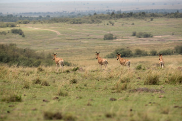 Naklejka na ściany i meble Hartebeests being alert after seeing a predator nearby at Masai Mara, Kenya