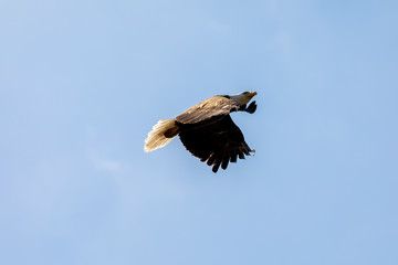 The Bald Eagle, female in flight near the nest