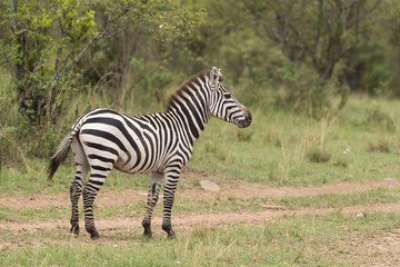 Fototapeta na wymiar A portrait of a Zebra, Masai Mara, Kenya
