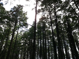 Fototapeta premium sun in the forest 