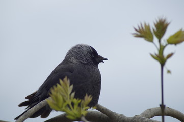 little raven with a grayish plumage, on a tree branch in early spring