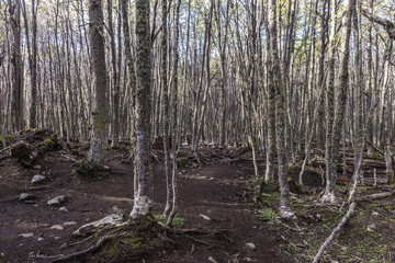 Path leading to Laguna Esmeralda in Argentina