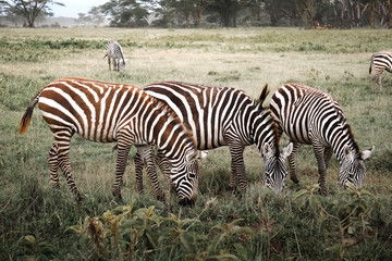 Zebras eating in a group in the African savannah