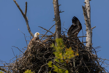 The Bald Eagle, female on the nest