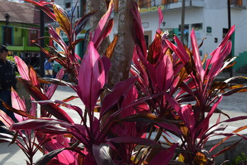 Flor