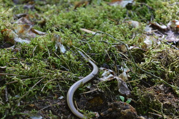 Blindworm crawling among the forest moss.